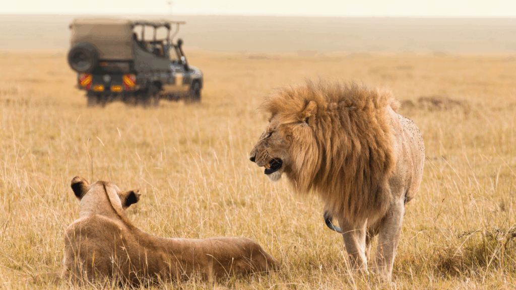 African Safari